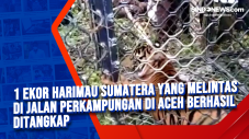 1 Ekor Harimau Sumatera...