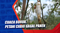 Cuaca Buruk, Petani...