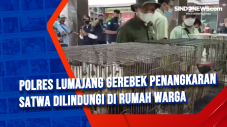Polres Lumajang Gerebek...
