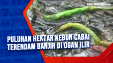 Puluhan Hektar Kebun...