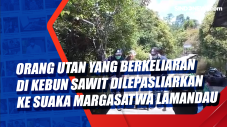 Orang Utan yang Berkeliaran...