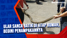 Ular Sanca Batik di...