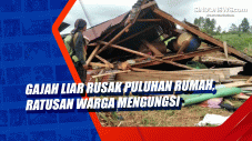 Gajah Liar Rusak Puluhan...