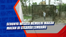 Serunya Wisata Memberi...