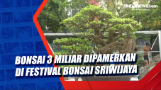 Bonsai 3 Miliar Dipamerkan...