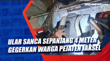 Ular Sanca Sepanjang...