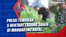 Polisi Temukan 5 Hektare...