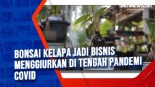 Bonsai Kelapa jadi Bisnis...