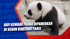 Bayi Kembar Panda Dipamerkan...