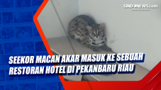 Seekor Macan Akar Masuk...