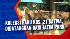 Koleksi Baru KBS, 21...
