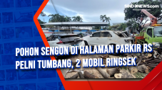 Pohon Sengon di Halaman...