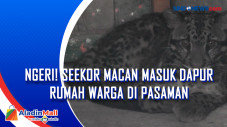 Ngeri! Seekor Macan...