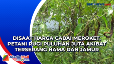 Disaat Harga Cabai Meroket,...