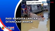 Ikan Pari Raksasa Langka...