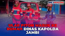 Diduga Kelaparan, Ular...