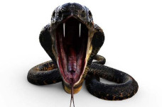 Gagal dengan Viper,...