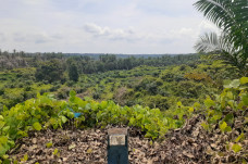 Perkebunan Swasta Kelapa...