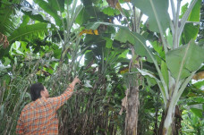 Pisang Ambon asal Banten...