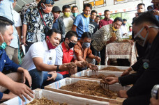 Budidaya Cacing Usaha...