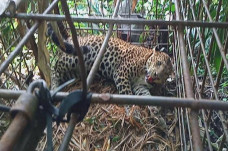 Macan Tutul Penguasa...