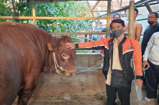 Ini Penampakan Sapi...