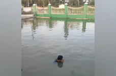 Maling Apes, Direndam...