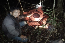 Bunga Raflesia Ditemukan...
