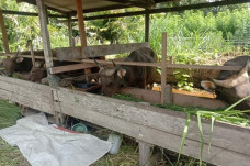 600 Ekor Sapi Disiapkan...