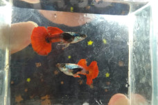 Budidaya Ikan Guppy...