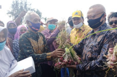 Petani Bawang Mengeluh...