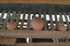 Ajaib, Seekor Ayam di...