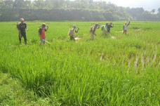 Food Estate Perlu Teknologi...