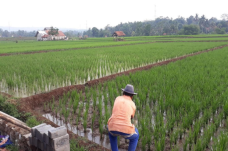 Pupuk Bersubsidi Sempat...