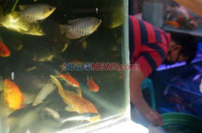 Listrik Padam, Penjual...