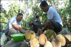 Asyiknya Berburu Durian...