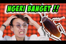 Koharo Coba Lihat Kecoa...
