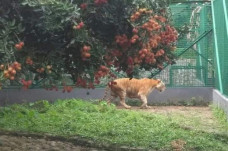 Singkawang Gempar, 2...