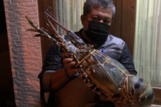 Fahri Hamzah Pamer Lobster...