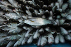 Harga Ikan Naik Tak...