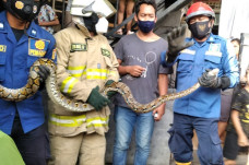 Ular Sanca Ini Kerap...