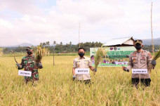 Tanpa Pupuk Subsidi,...