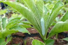 Berbeda dari Tanaman...