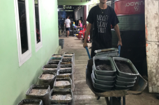 Produksi Cincau Hitam...