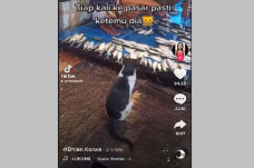 Kucing Berakhlak Ini...