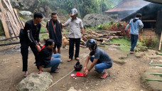 Asyik Mengadu Ayam,...