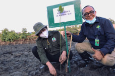 Rehabilitasi Mangrove...