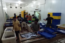 Pengiriman Ikan Segar...