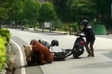 Pantura Tuban Gempar,...