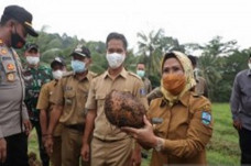 Porang Kabupaten Serang...